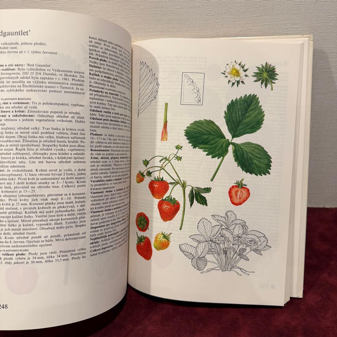14⑧チェコ果物図鑑2冊セット　植物図鑑　ジャンクジャーナル　洋書　ボタンニカル