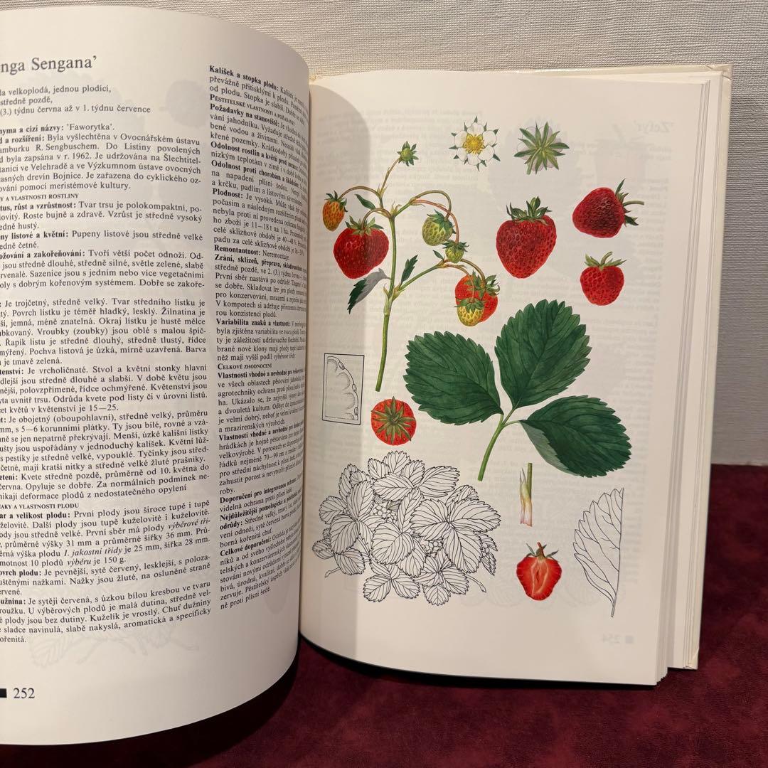 14⑧チェコ果物図鑑2冊セット　植物図鑑　ジャンクジャーナル　洋書　ボタンニカル