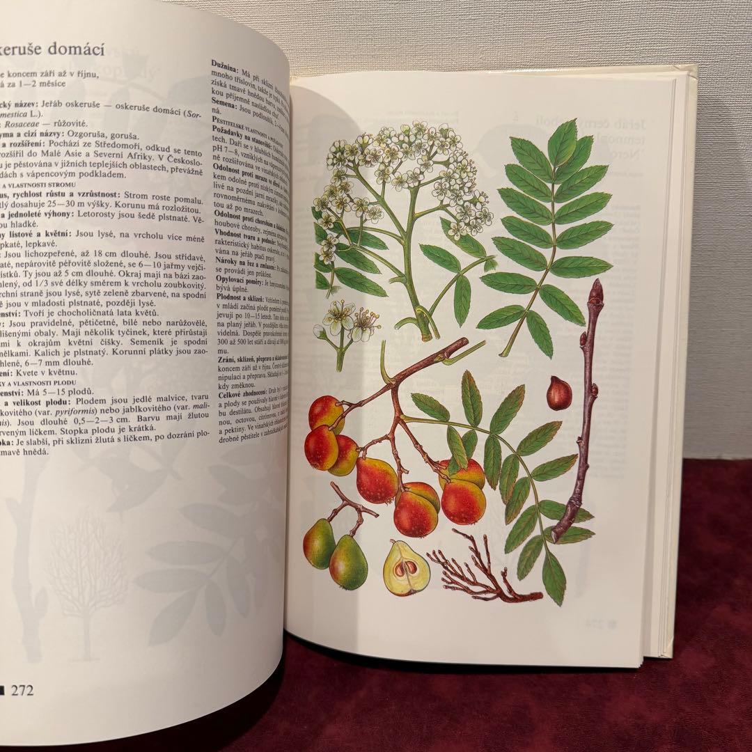 14⑧チェコ果物図鑑2冊セット　植物図鑑　ジャンクジャーナル　洋書　ボタンニカル