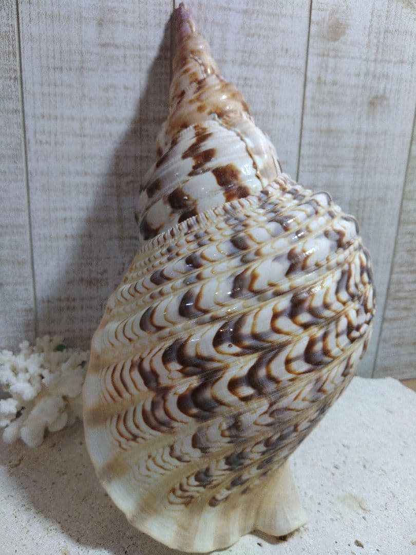 美品　法螺貝　ホラ貝の置物　約35センチ