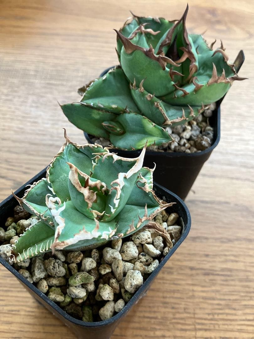 【初売りセット13】103 TC2株　アガベ　翼竜　白豪刺　太棘　鉢ごと発送