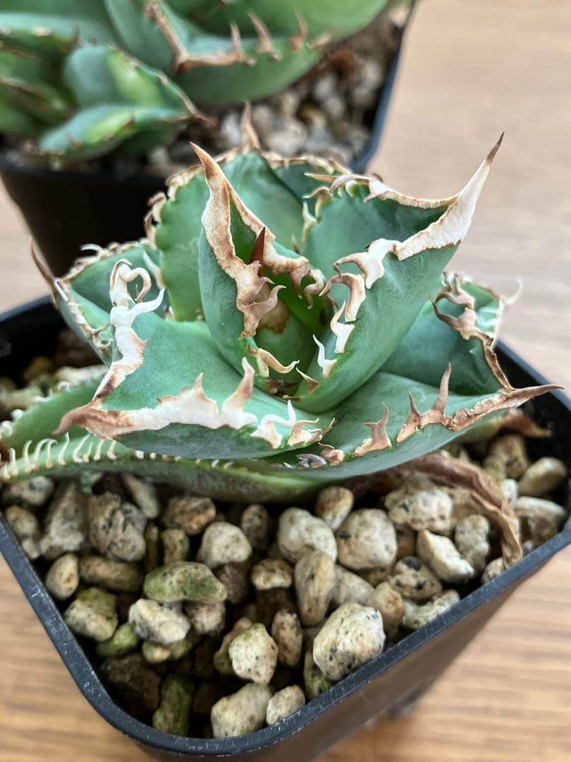 【初売りセット13】103 TC2株　アガベ　翼竜　白豪刺　太棘　鉢ごと発送