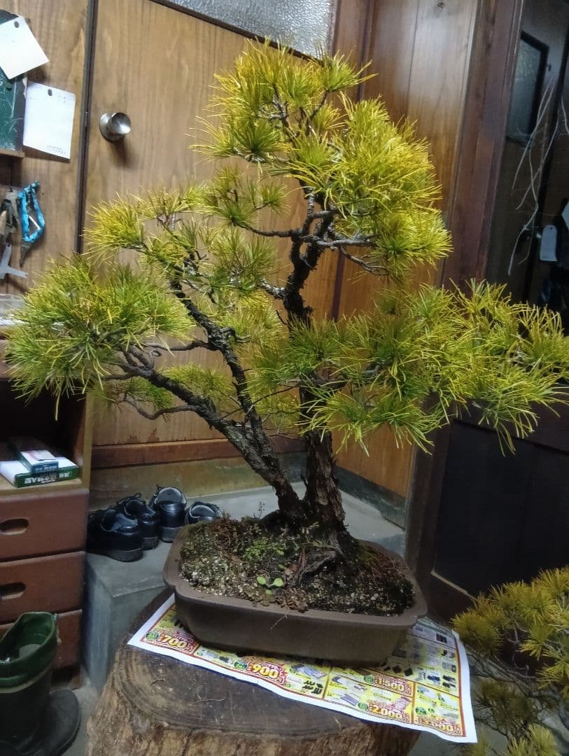 五葉松（かなり年数持ち込み古い）②