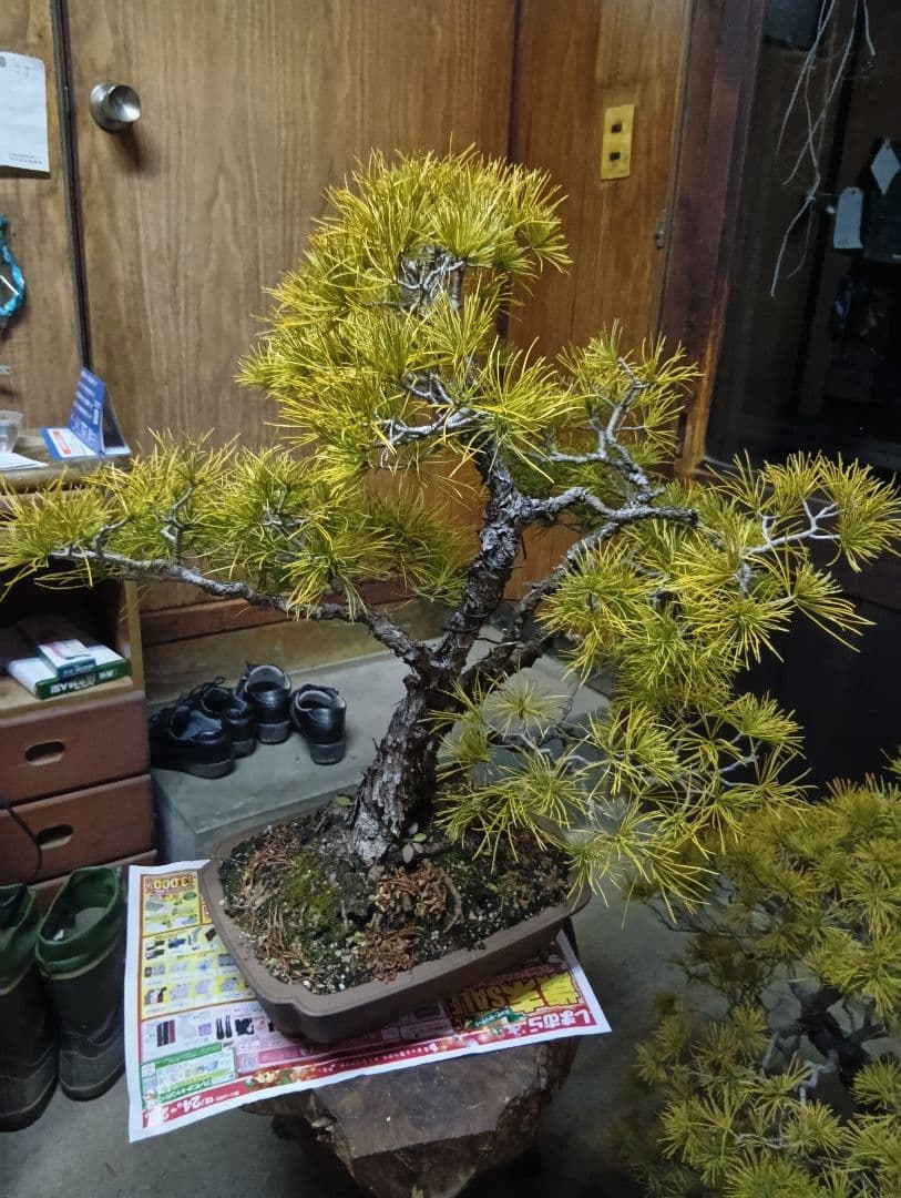 五葉松（かなり年数持ち込み古い）②