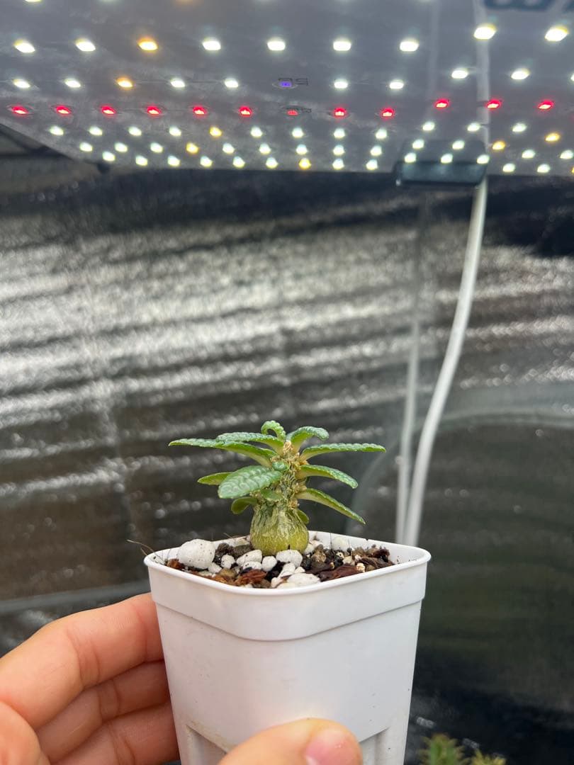 ドルステニアギガス　ブラータ　実生株