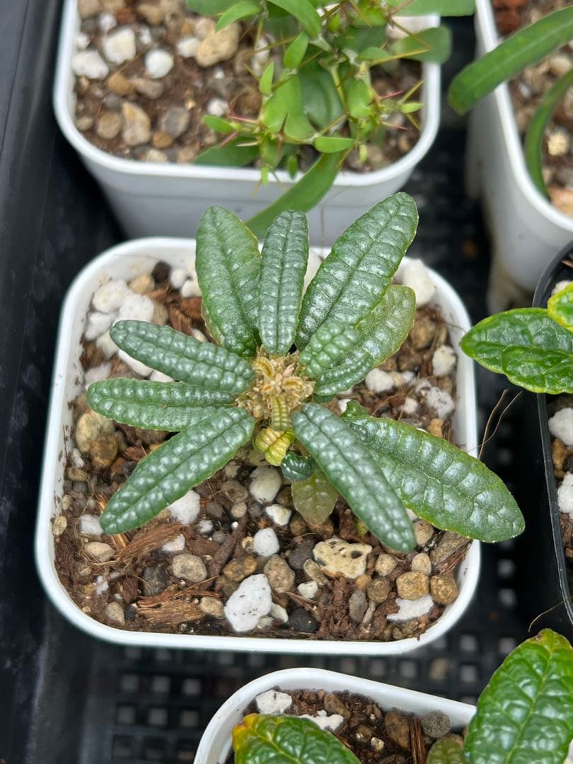 ドルステニアギガス　ブラータ　実生株