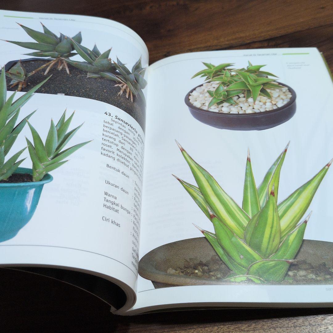 TRUBUS sansevieria 200種のサンスベリア