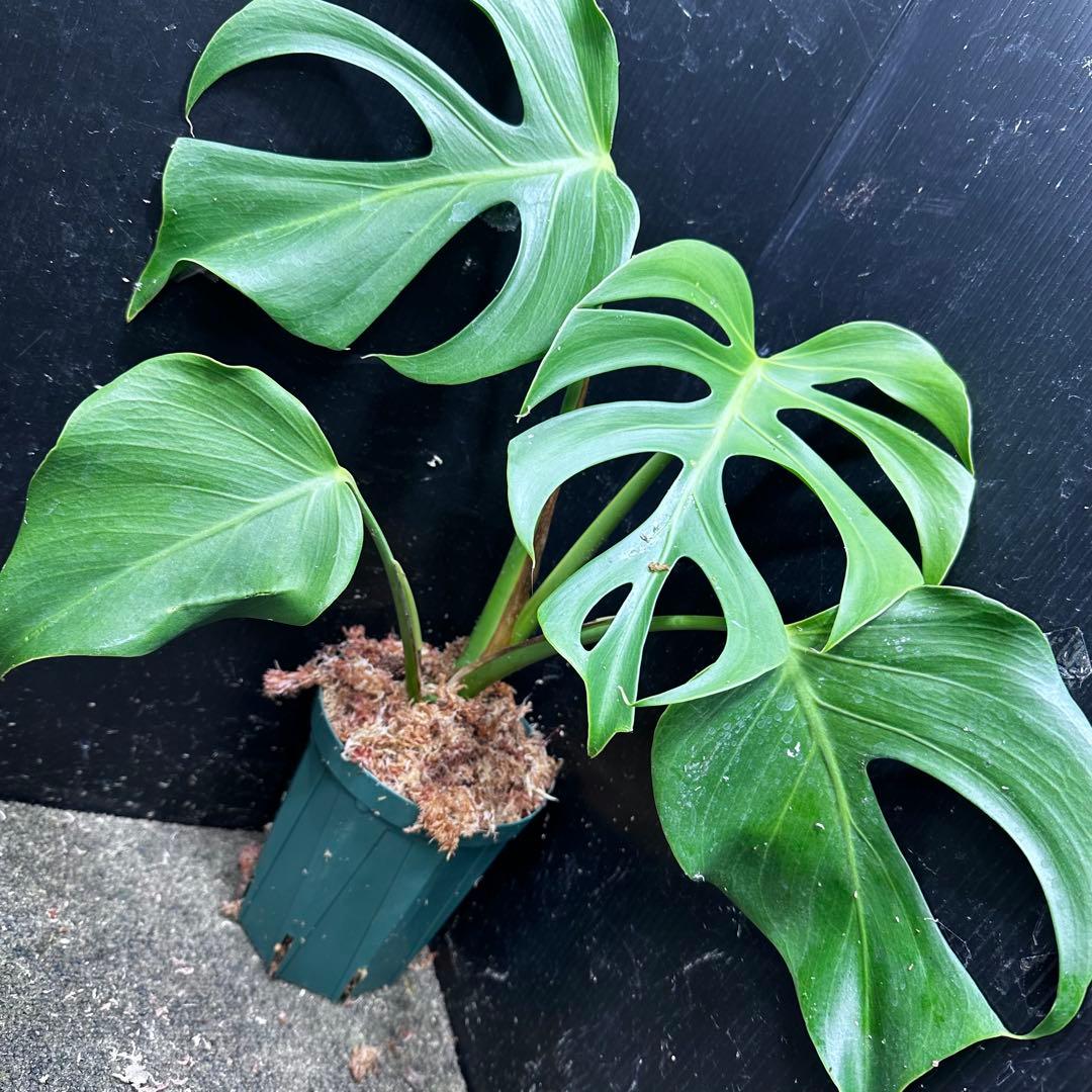 ル*ス様 モンステラデリシオーサシエラナオアハカ増殖株大株美葉個体レア