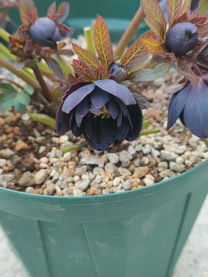 クリスマスローズ　超充実株　＆　大木ナーサリー4号鉢