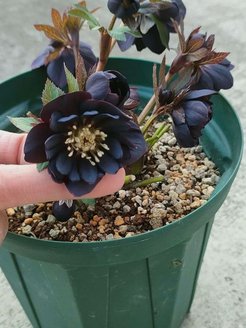 クリスマスローズ　超充実株　＆　大木ナーサリー4号鉢