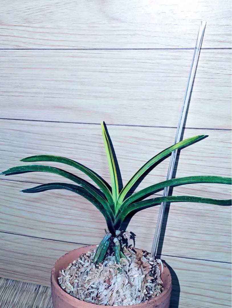 富貴蘭「白牡丹」別格稀貴品