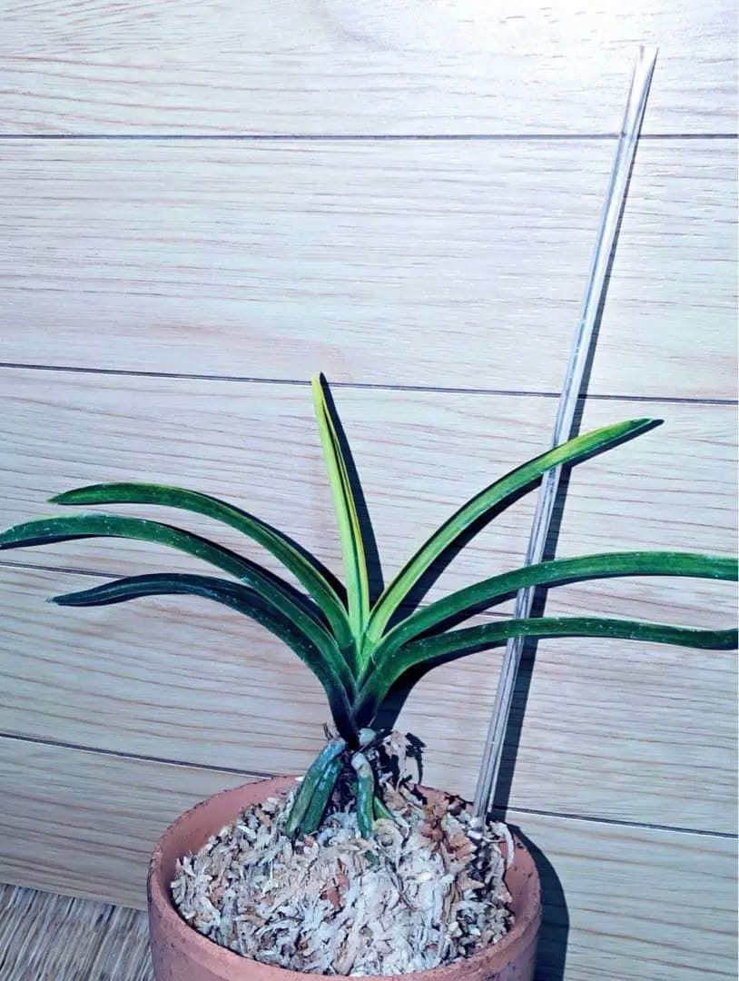 富貴蘭「白牡丹」別格稀貴品