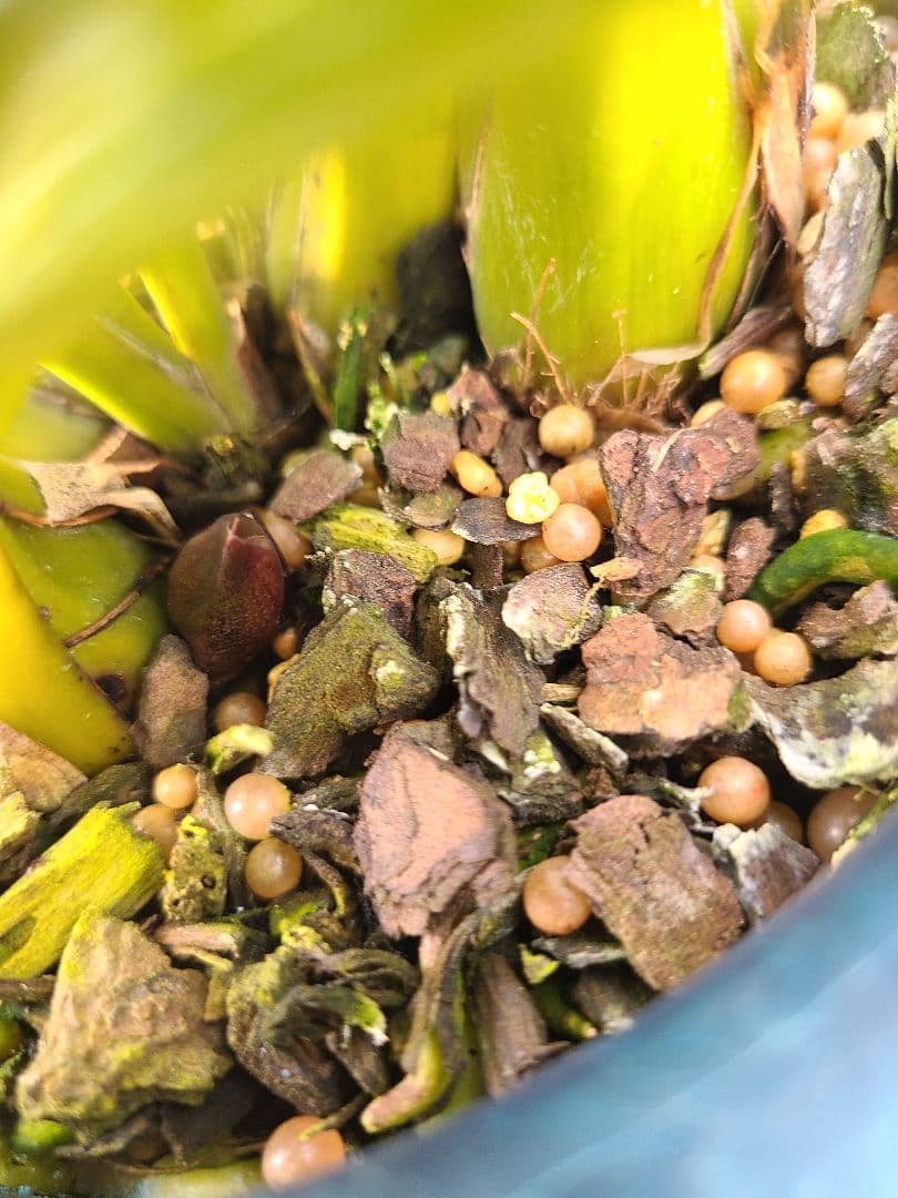 フォアゴットンフルーツ。花芽2個。5鉢セット。蜜蜂誘引蘭。日本蜜蜂。