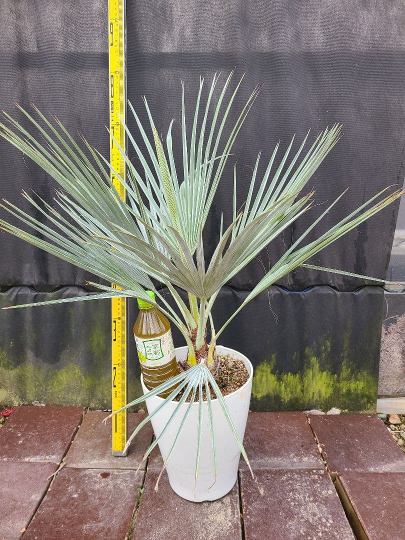①希少耐寒性ヤシ ブラヘア アルマータ 7号鉢大株 高さ80cm 5年生
