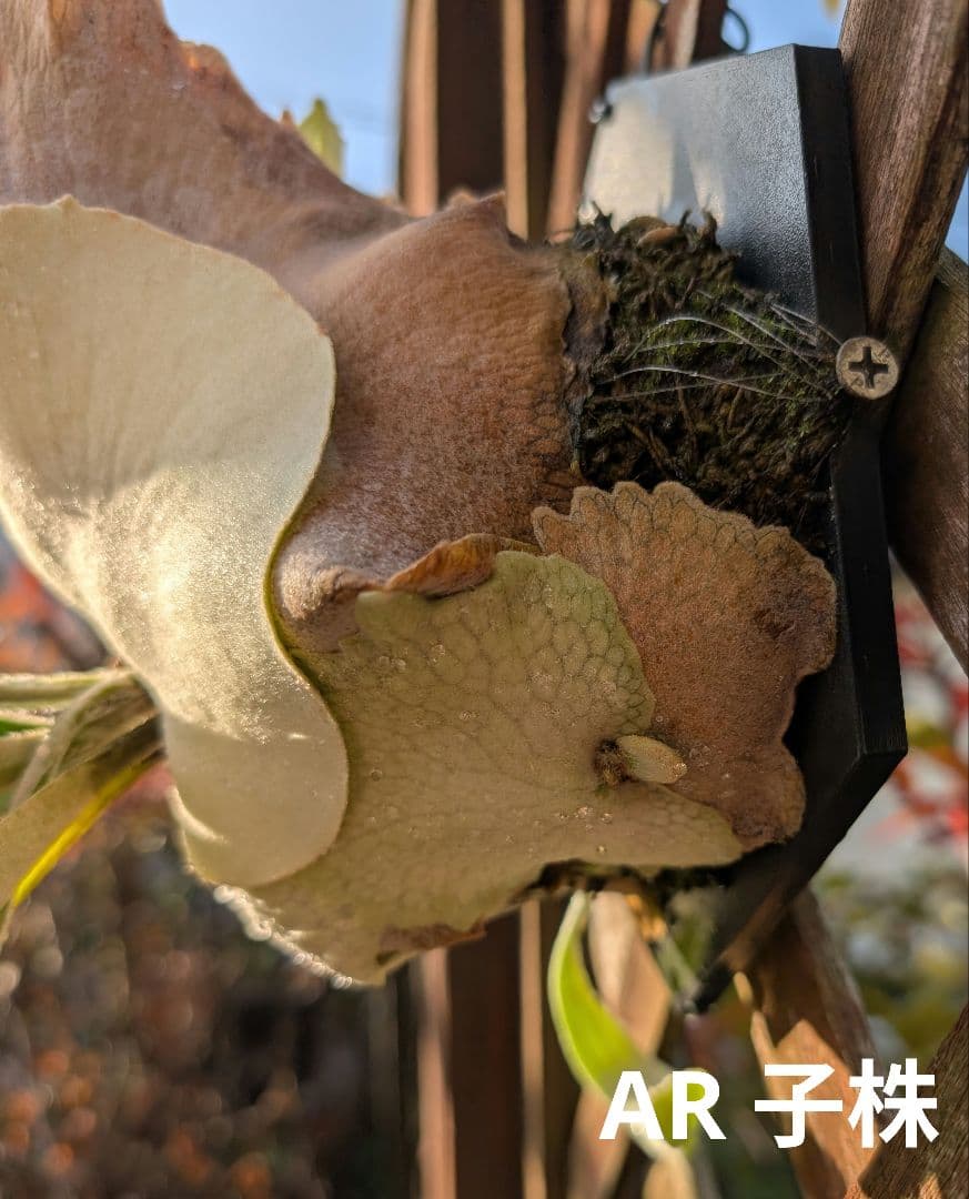 亮二 Platycerium OC 確認用