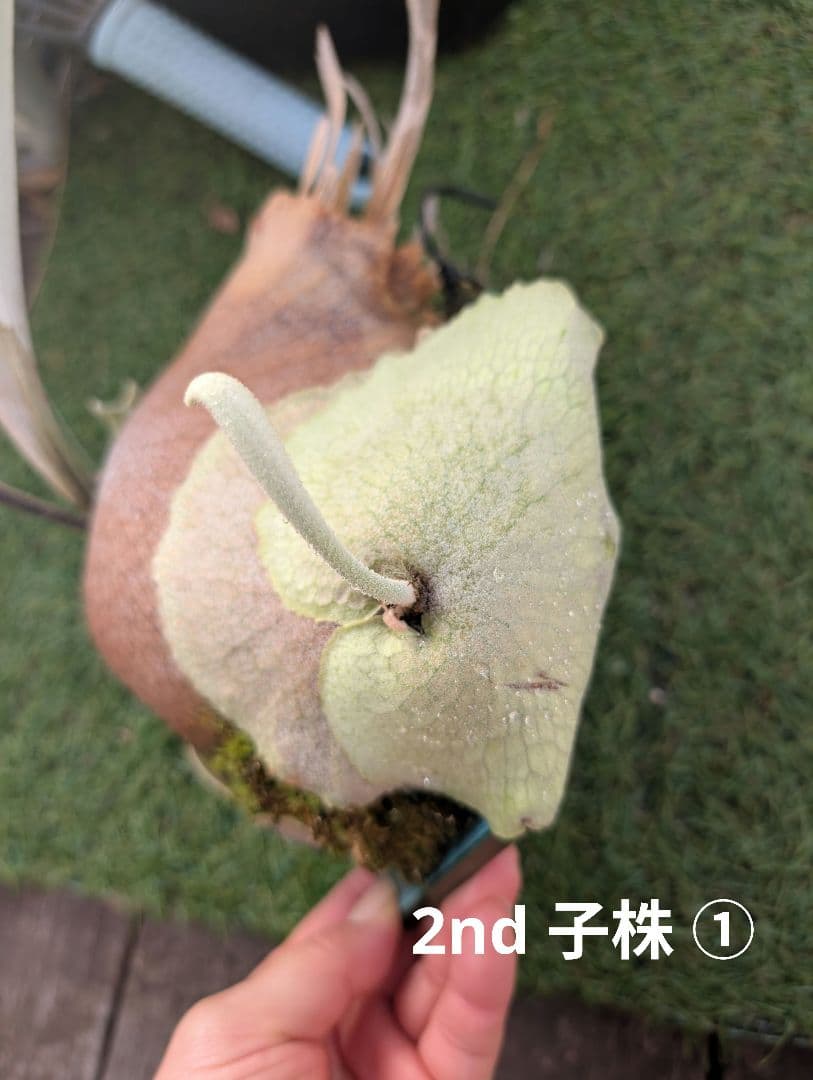 亮二 Platycerium OC 確認用