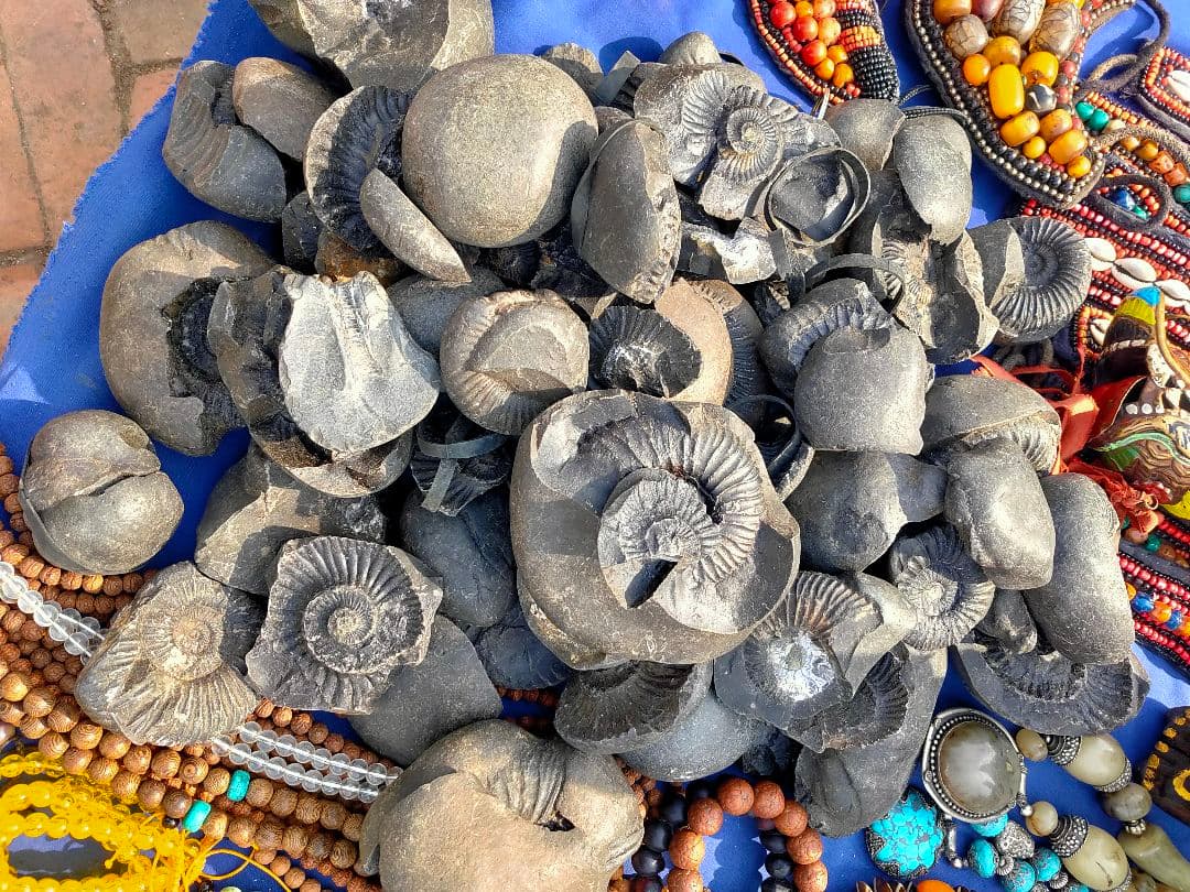 #671 黒いアンモナイト化石 上下セットネパール ヒマラヤ標高3800m