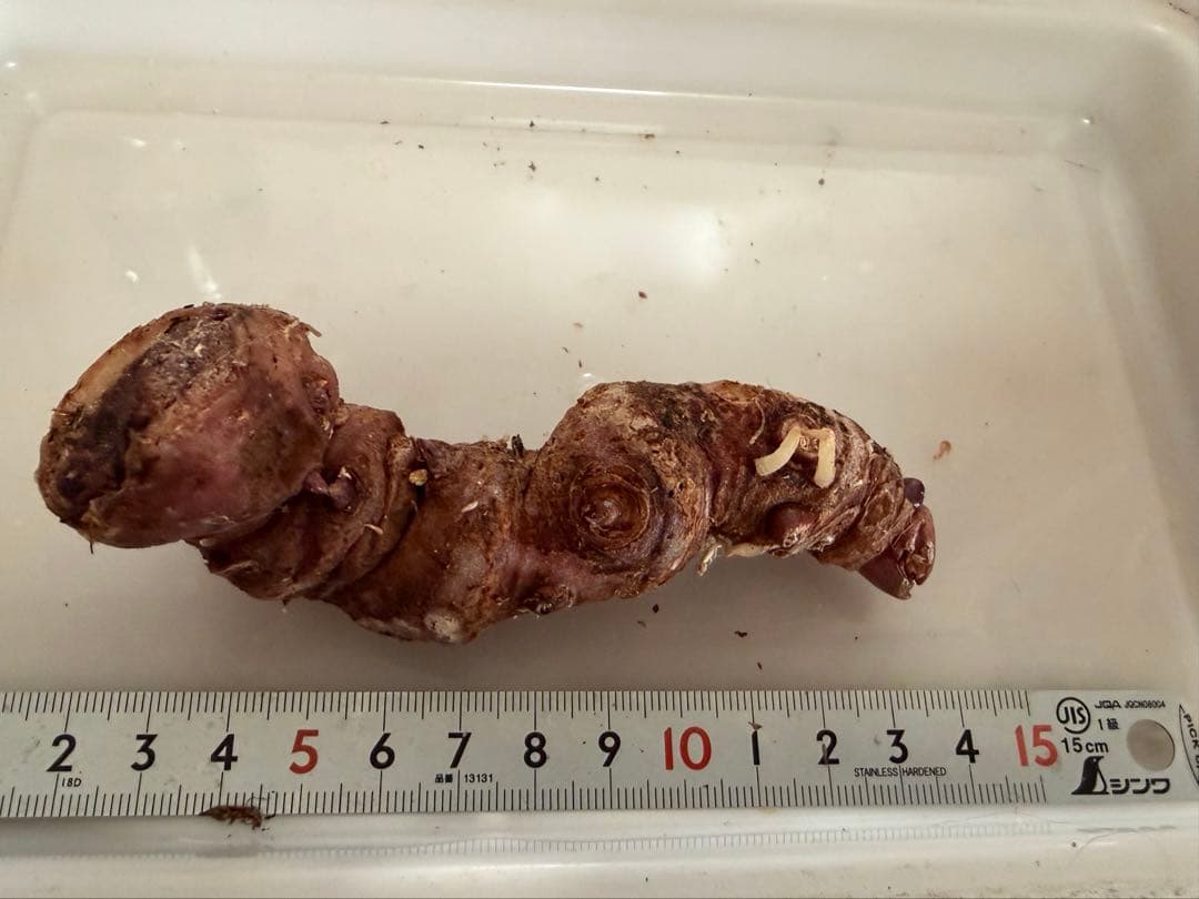 [B品] Arisaema lihengianum Baise