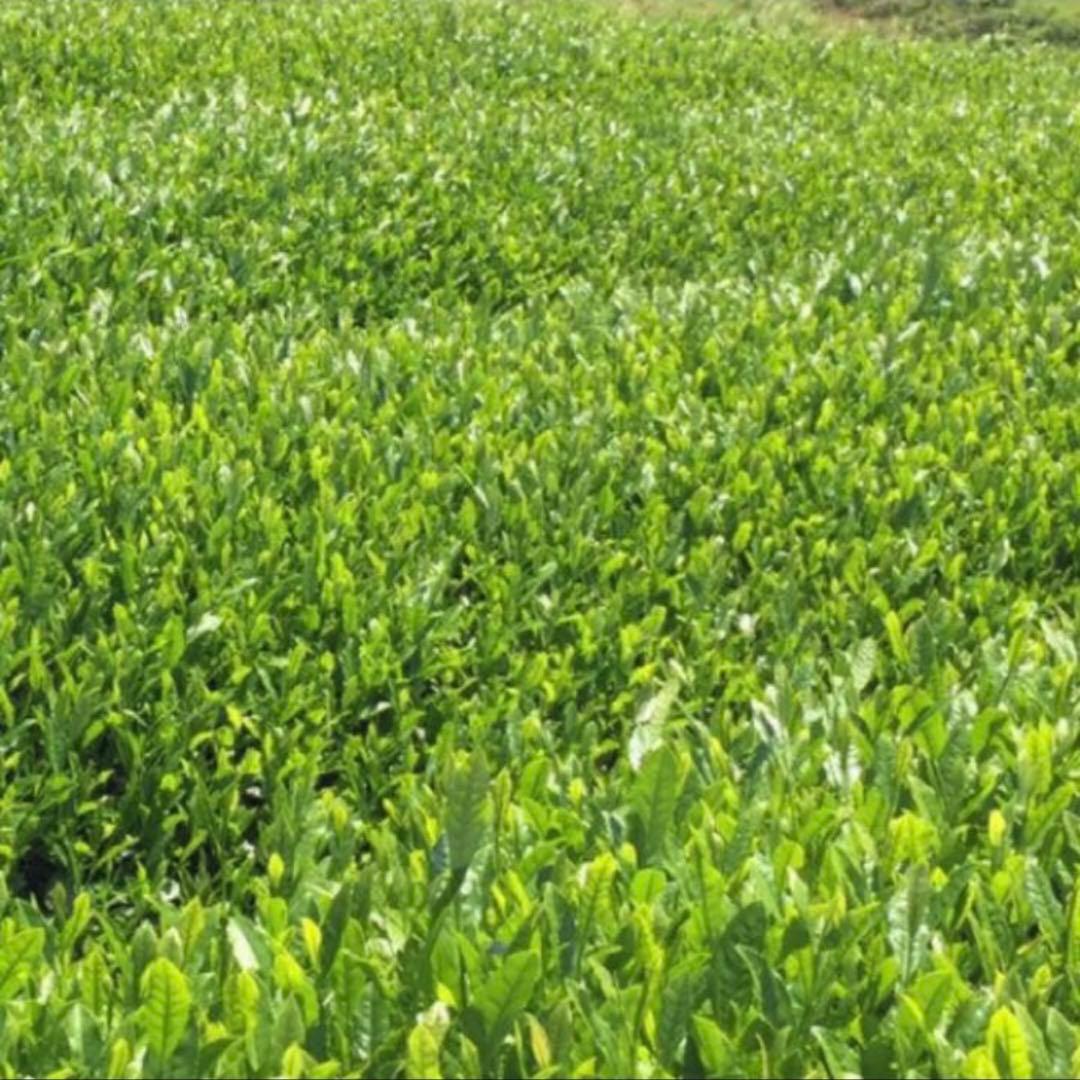 八女茶，緑茶(特上煎茶)1000円10袋 aiminaです