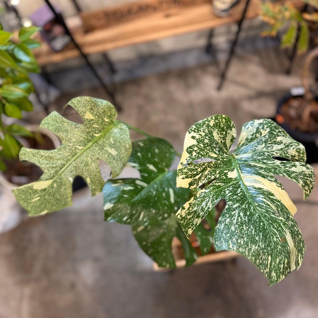 R*9様 5 モンステラ　タイコン　‘スターライト’ 厳選安定株