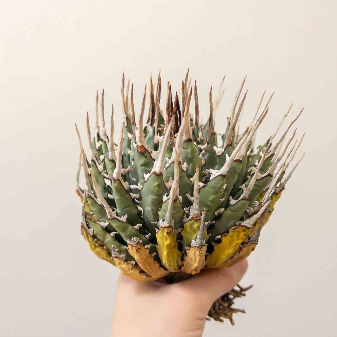 20 微発根済み ユタエンシス エボリスピナ 現地株 ベアルート 陽炎 アガベ