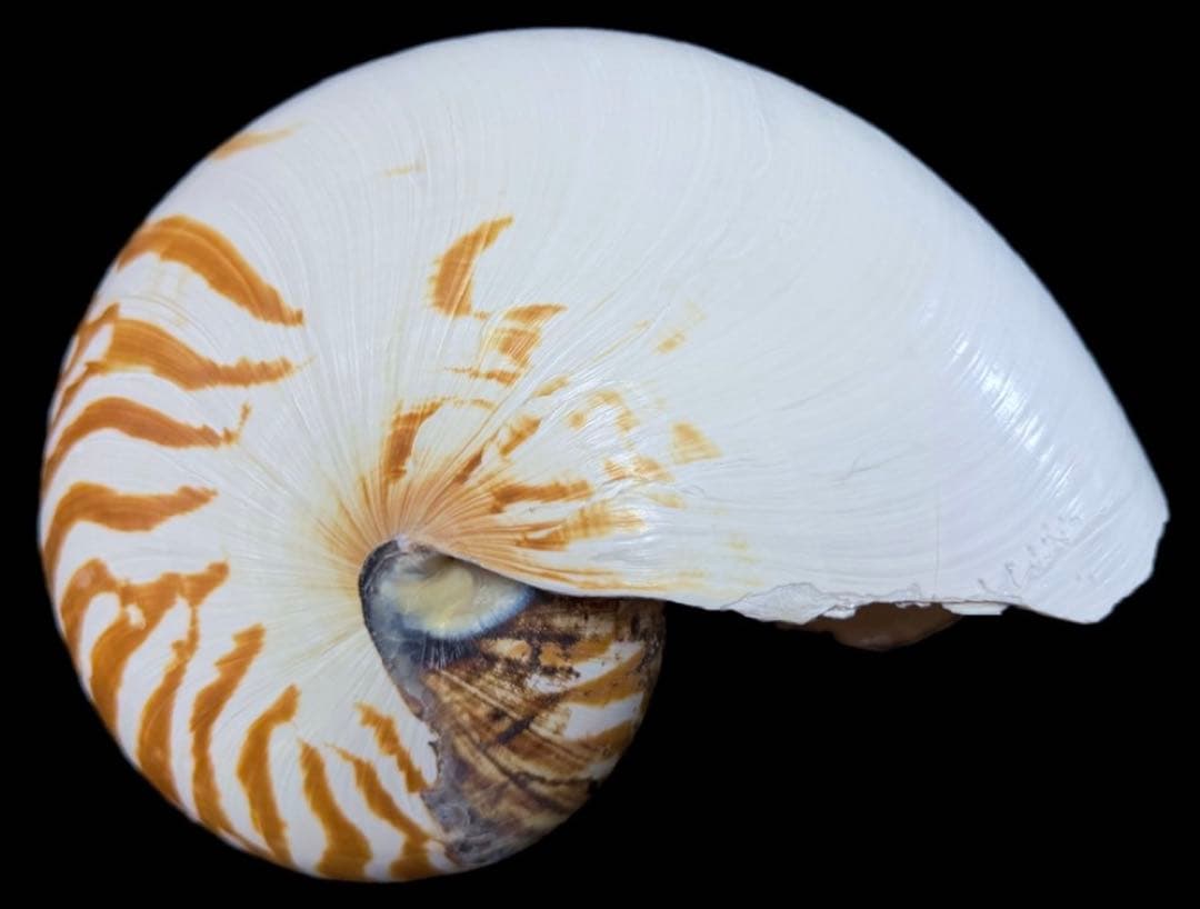 貝殻 超特大 パラオオウムガイ 232mm 貝 標本 オウムガイ オウム貝