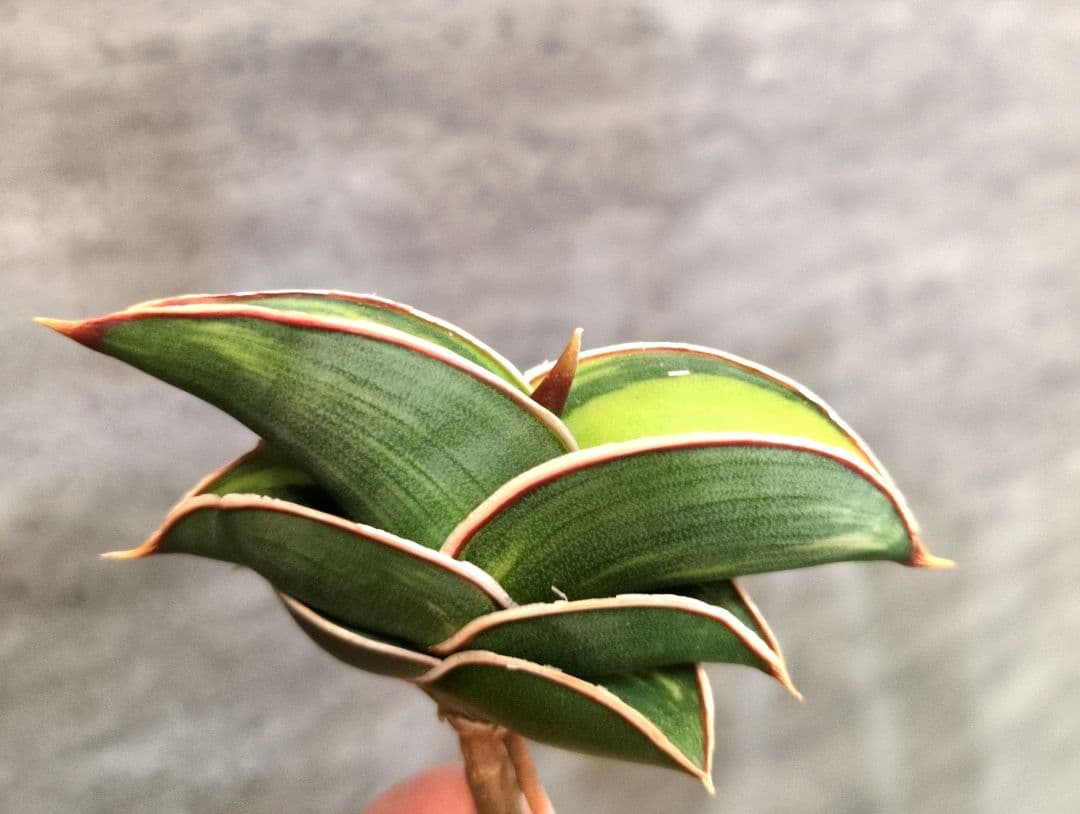 ④ SSS級 サンスベリア　ロリダ斑入り　ロリダ　サンセベリア　ユーフォルビア