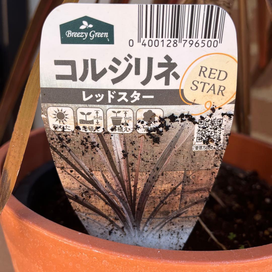 m*様 コルジリネ レッドスター 約70cm