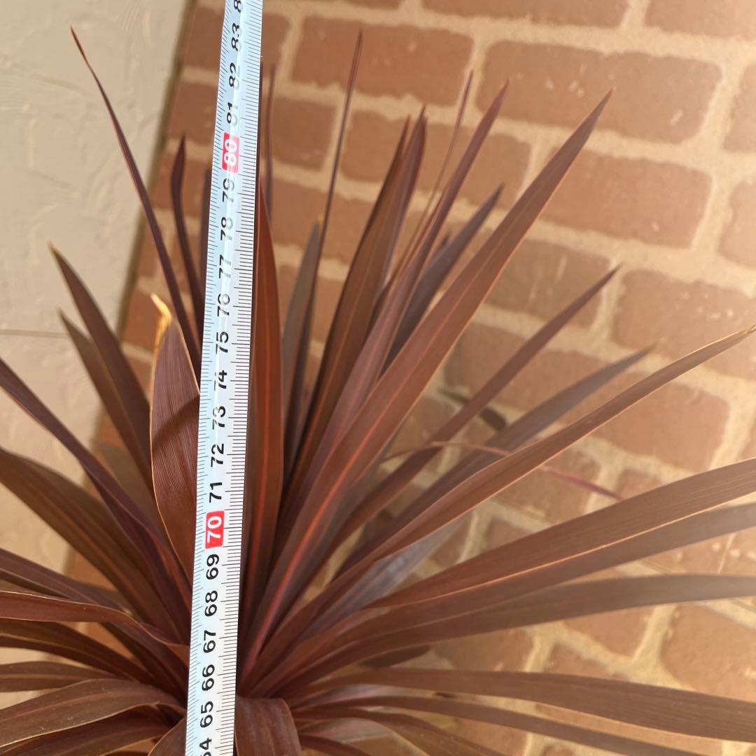 m*様 コルジリネ レッドスター 約70cm