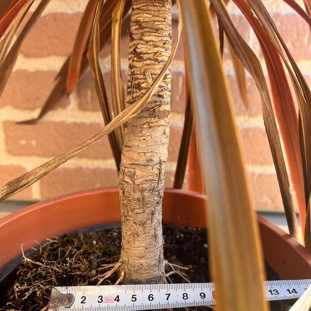 m*様 コルジリネ レッドスター 約70cm