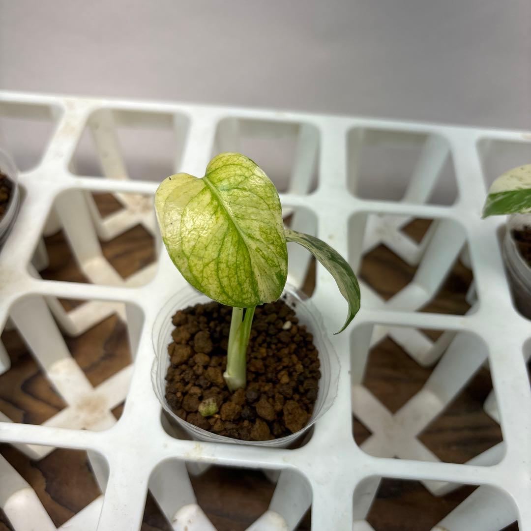 ち*え様 5株セットms54モンステラ バールマルクスフレーム