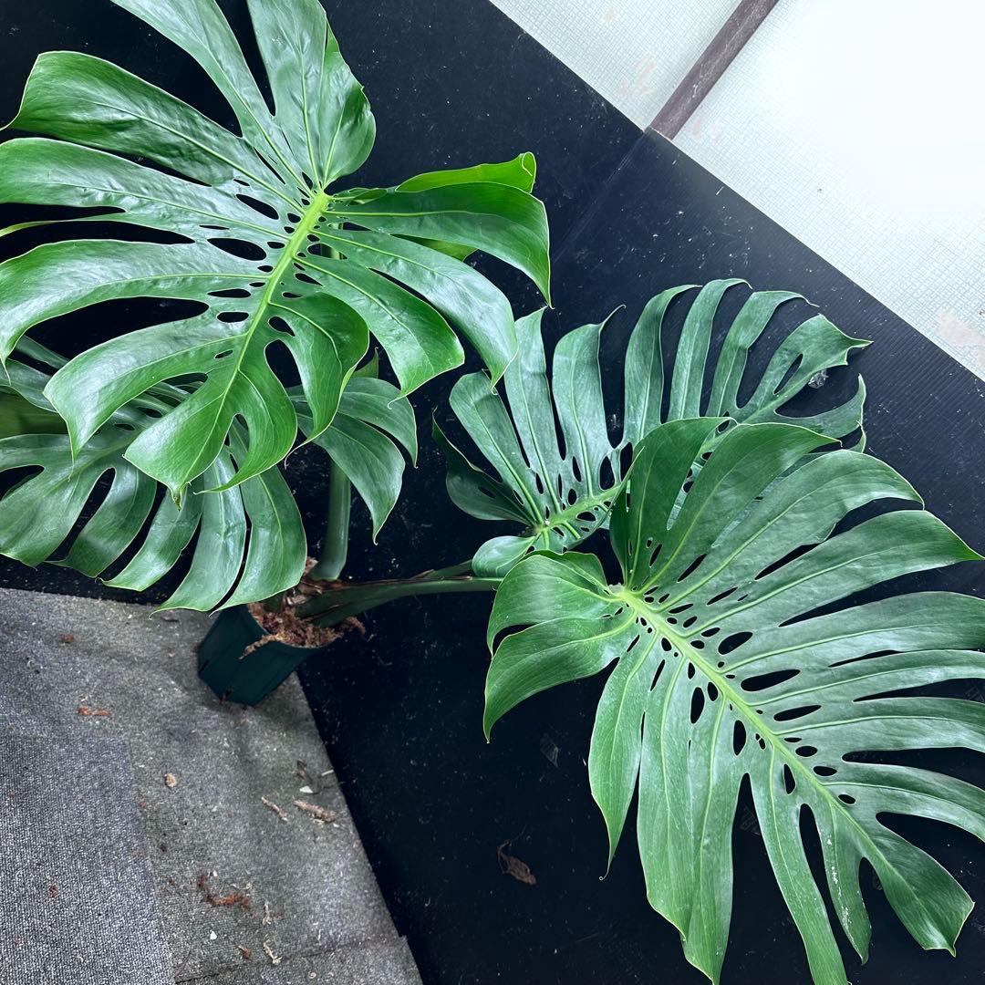 ば*ん様 モンステラデリシオーサマクロコズム超希少系統鉢植え103㎝