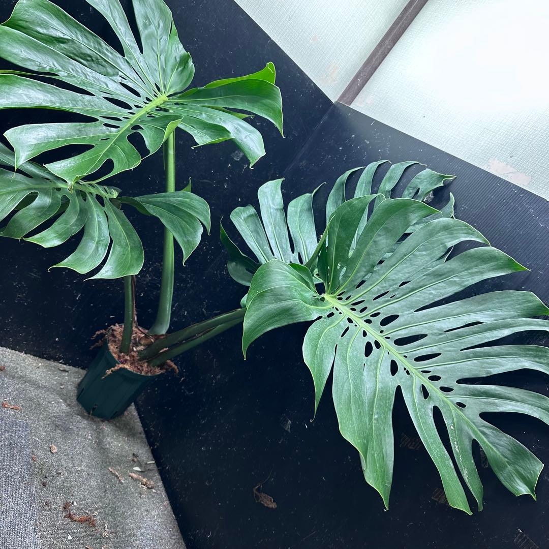 ば*ん様 モンステラデリシオーサマクロコズム超希少系統鉢植え103㎝