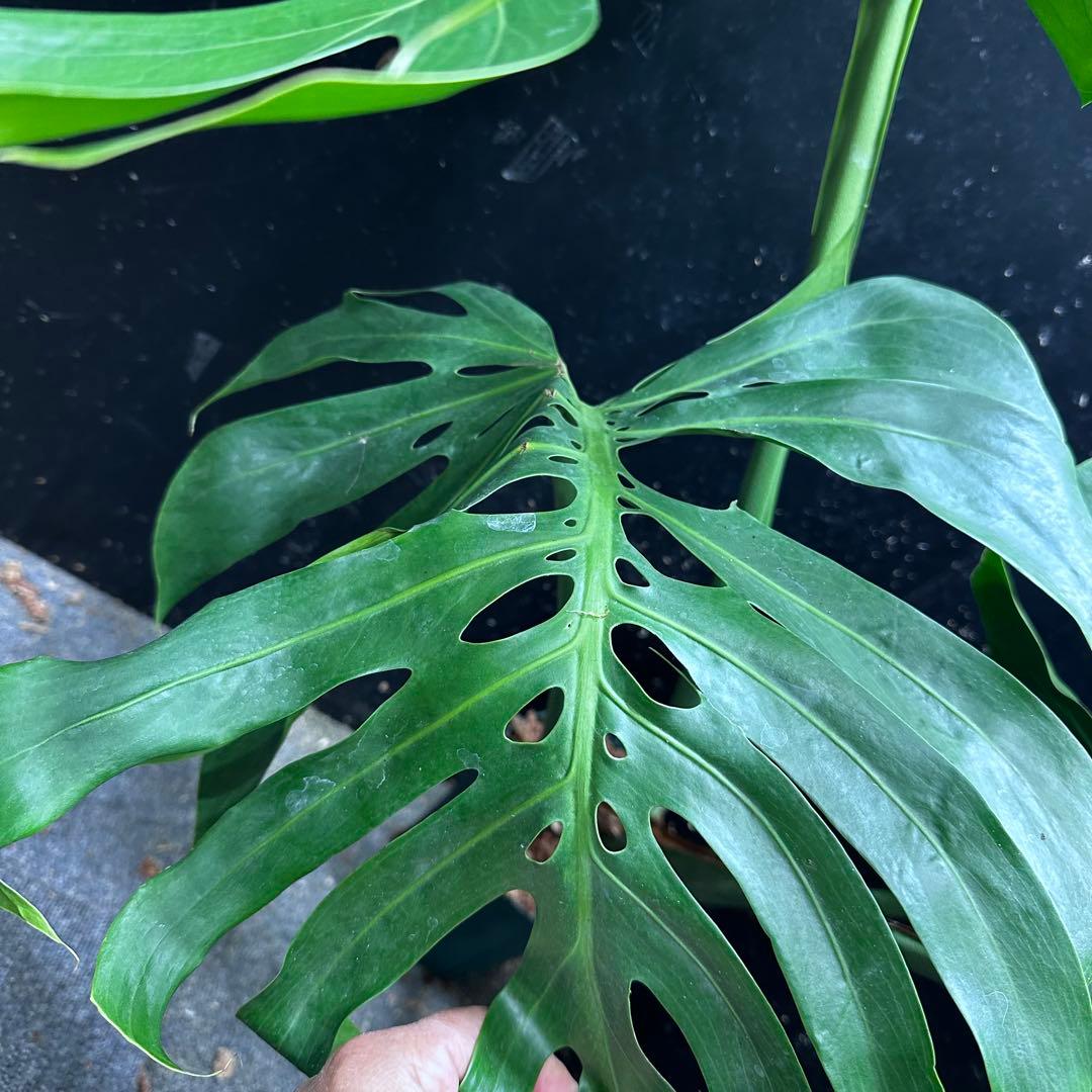 ば*ん様 モンステラデリシオーサマクロコズム超希少系統鉢植え103㎝