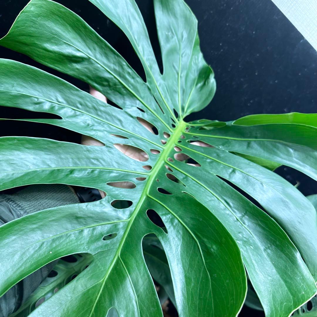 ば*ん様 モンステラデリシオーサマクロコズム超希少系統鉢植え103㎝