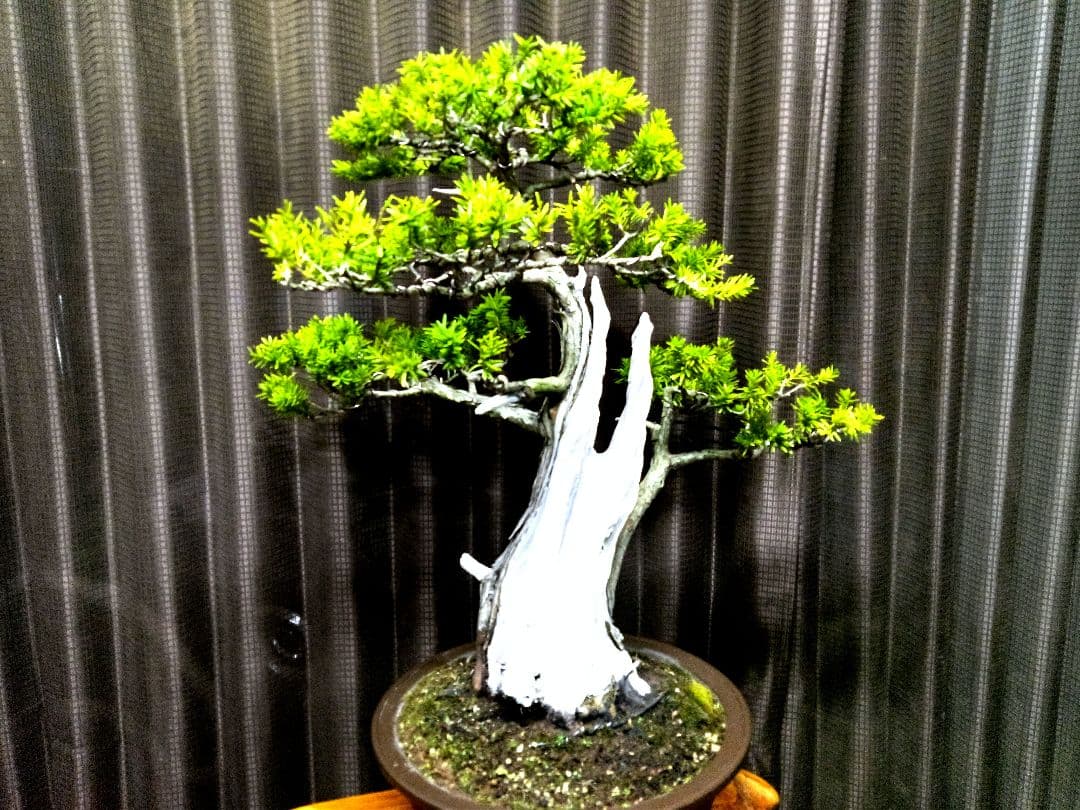 【樹高 53㎝ 一位盆栽】　　　　　⭕ゴエモン様、専用❗