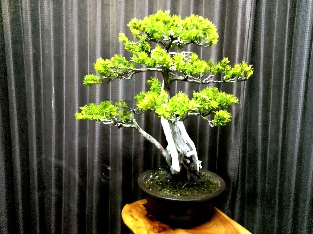 【樹高 53㎝ 一位盆栽】　　　　　⭕ゴエモン様、専用❗