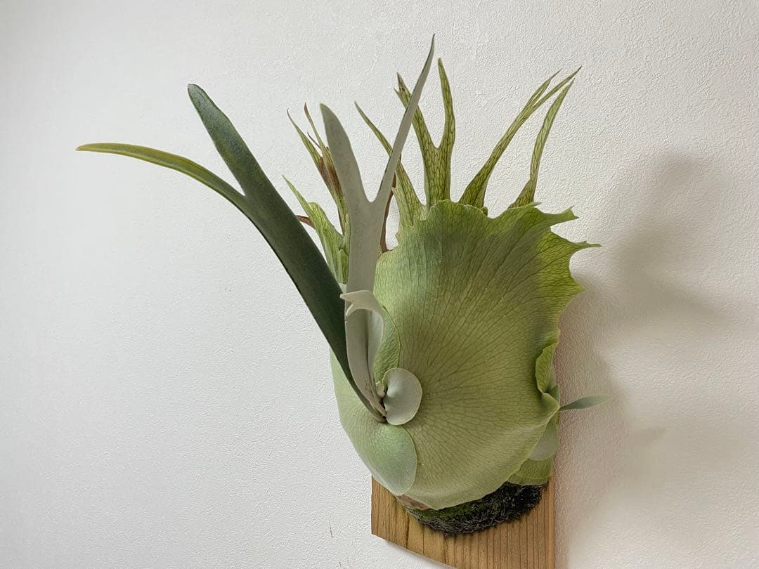 親株 オリジナル veitchii wild ベイチー ワイルド ビカクシダoc