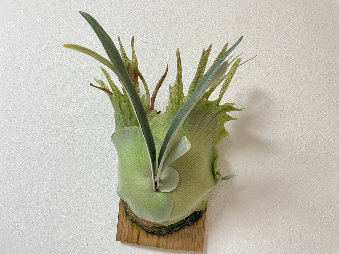 親株 オリジナル veitchii wild ベイチー ワイルド ビカクシダoc