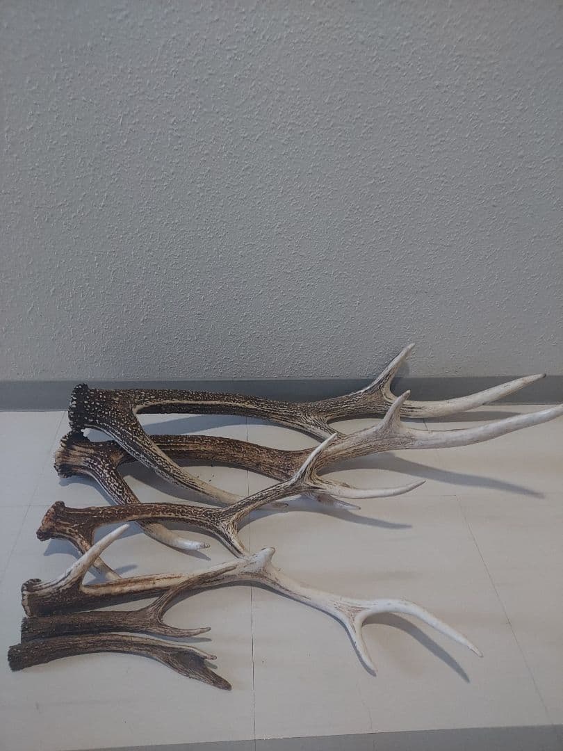 蝦夷鹿角　おまとめ　6本　大きさ色々