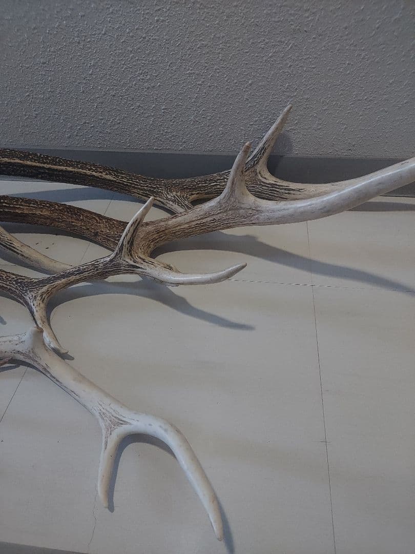 蝦夷鹿角　おまとめ　6本　大きさ色々