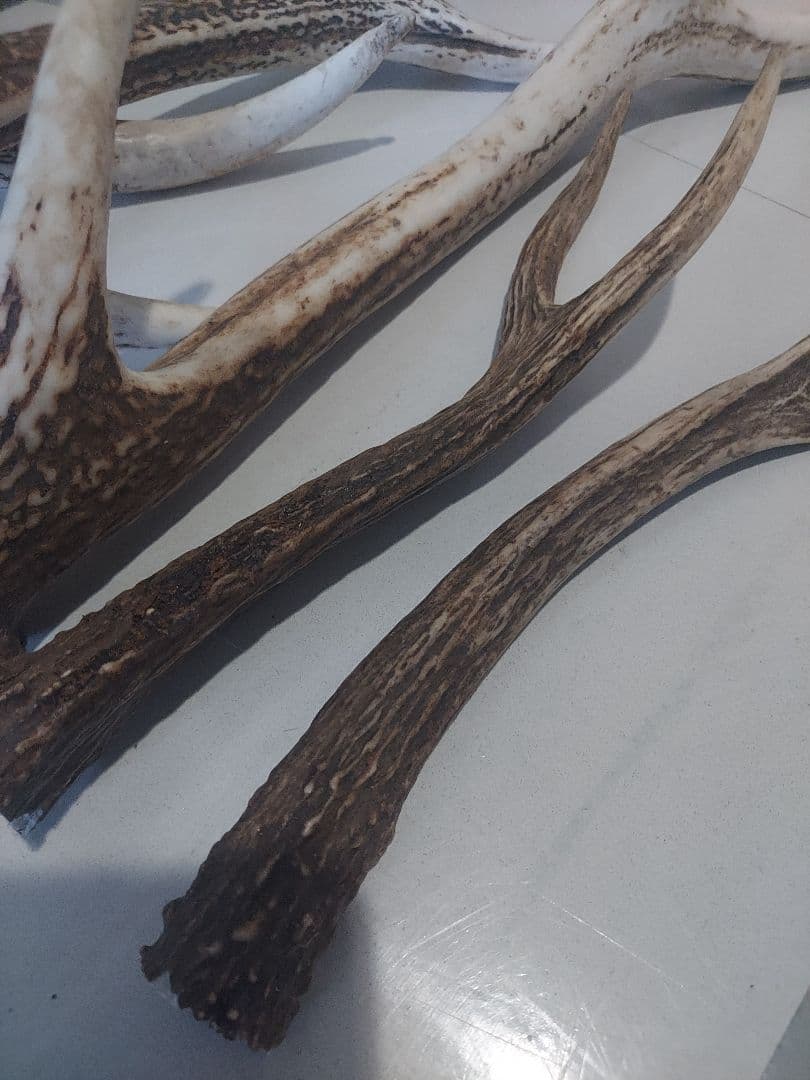 蝦夷鹿角　おまとめ　6本　大きさ色々