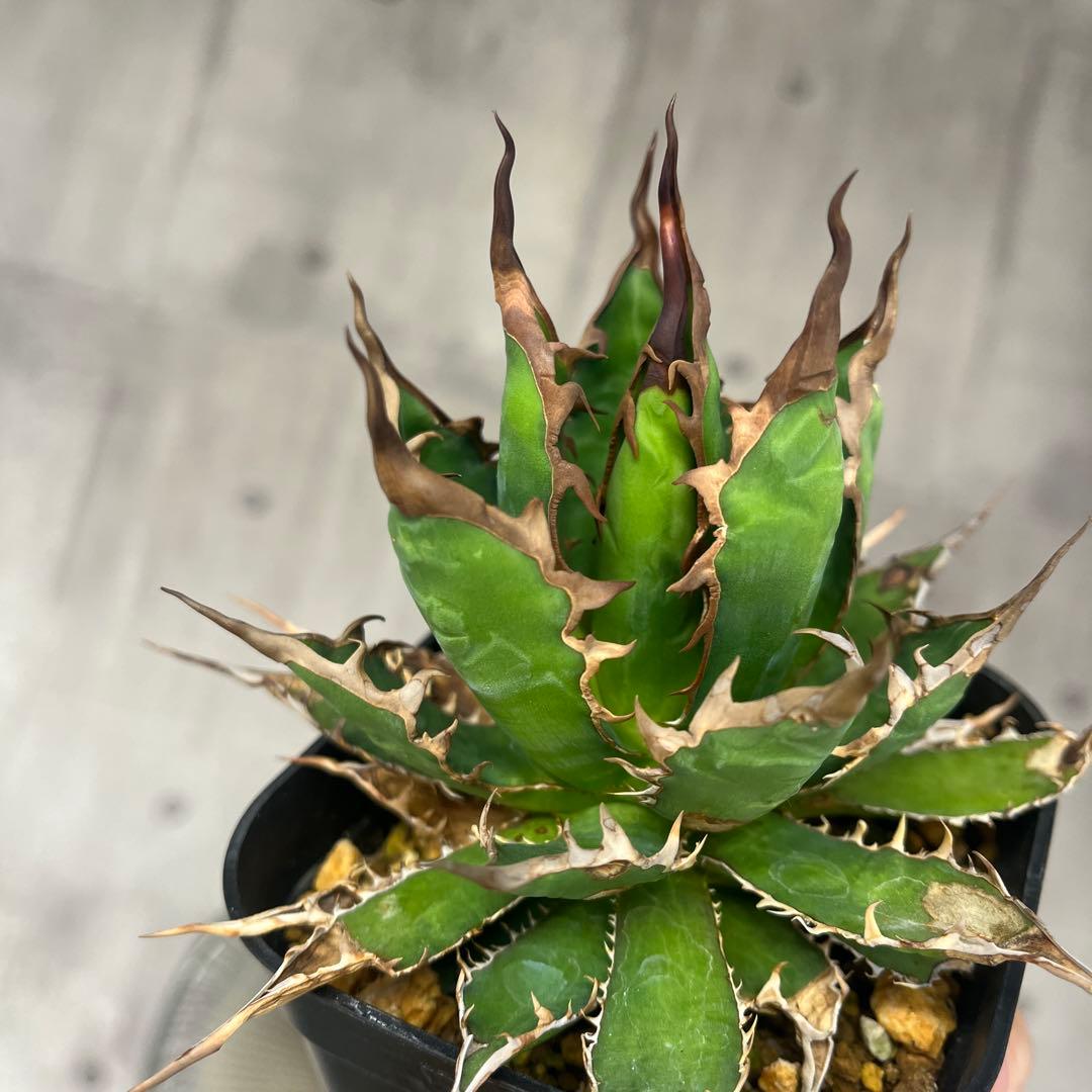 H*h様 アガベ ホリダ実生選抜抜き苗発送