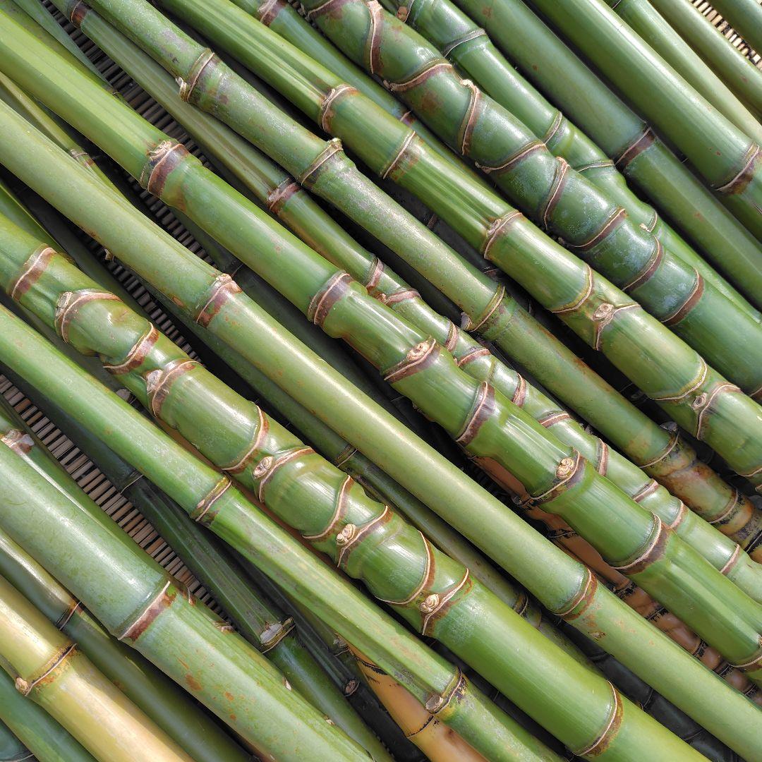 モリタツユウ様「専用画面」　香川県産→　布袋竹（50本）　全長　110cm