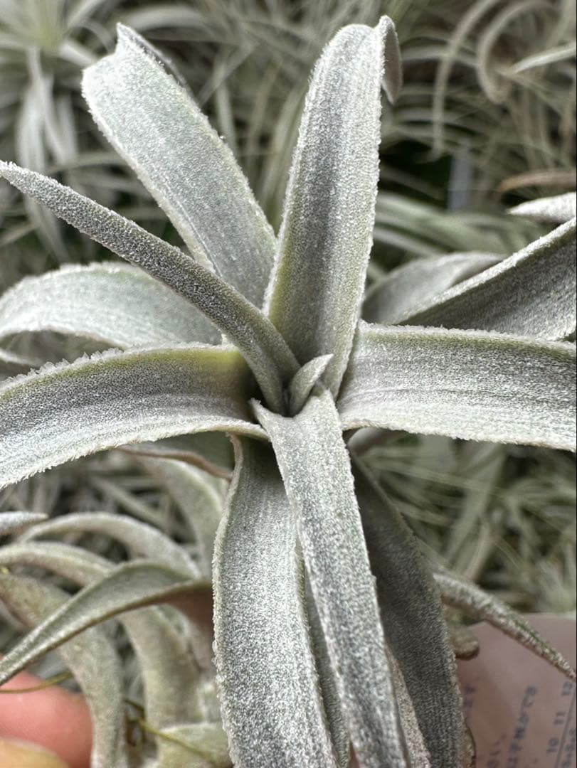 エディシアエ　シルバーフォームedithiae Silver Form