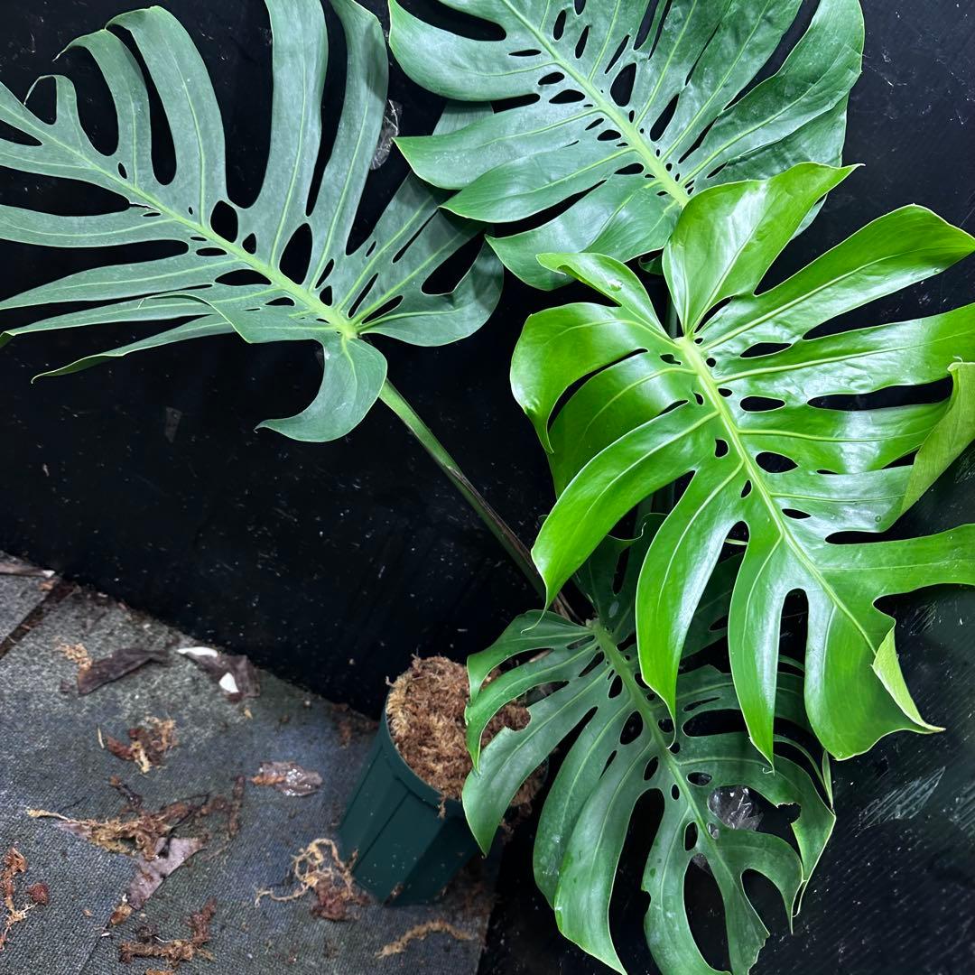 n*l様 モンステラデリシオーサマクロコズム超希少系統鉢植え83㎝