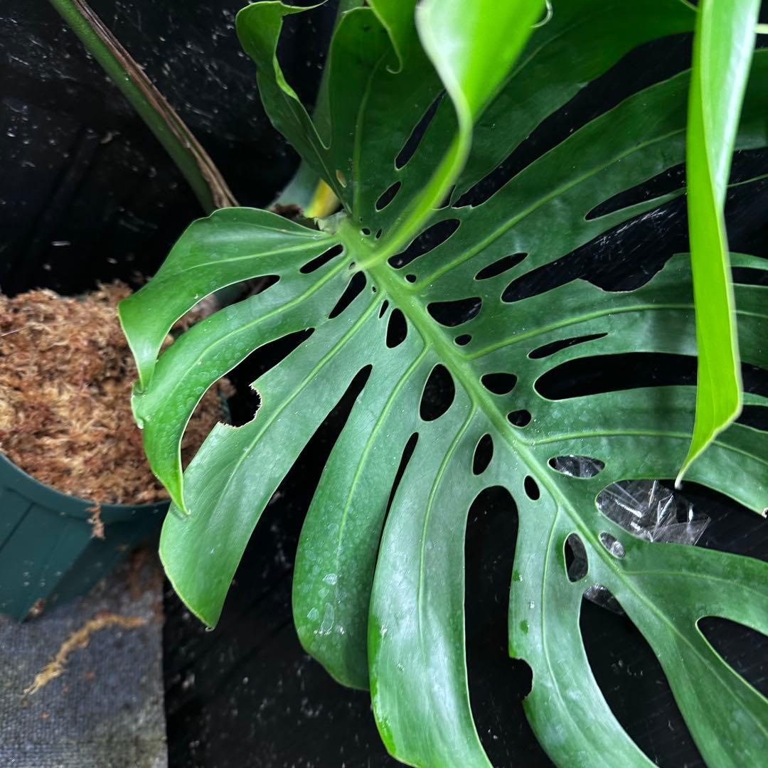 n*l様 モンステラデリシオーサマクロコズム超希少系統鉢植え83㎝