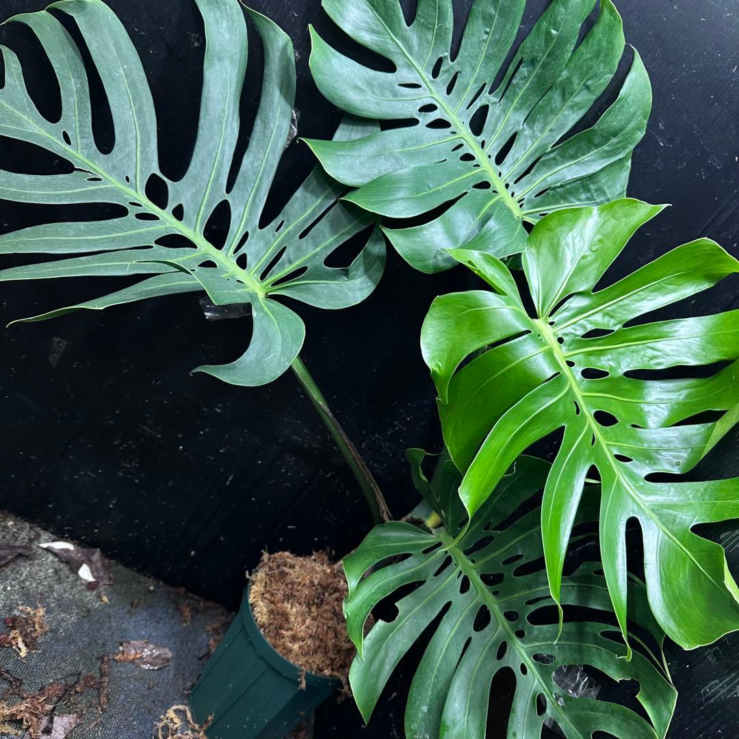 n*l様 モンステラデリシオーサマクロコズム超希少系統鉢植え83㎝