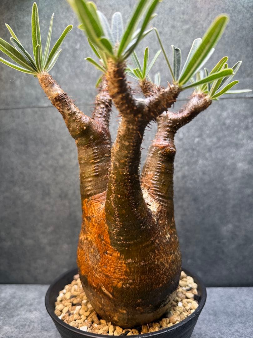 パキポディウム　グラキリス　現地球　発根済み　現14