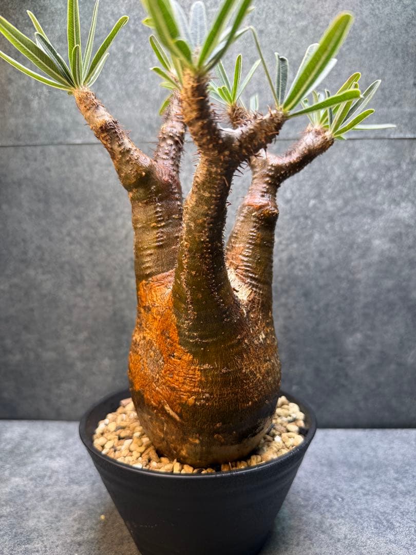 パキポディウム　グラキリス　現地球　発根済み　現14